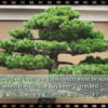 Sukashi Sentei on a pine tree