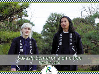 Sukashi Sentei on a pine tree